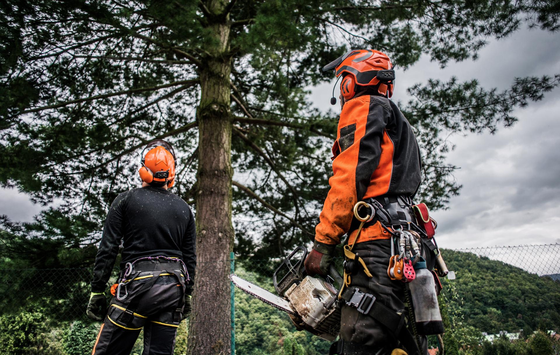 Tree Removal