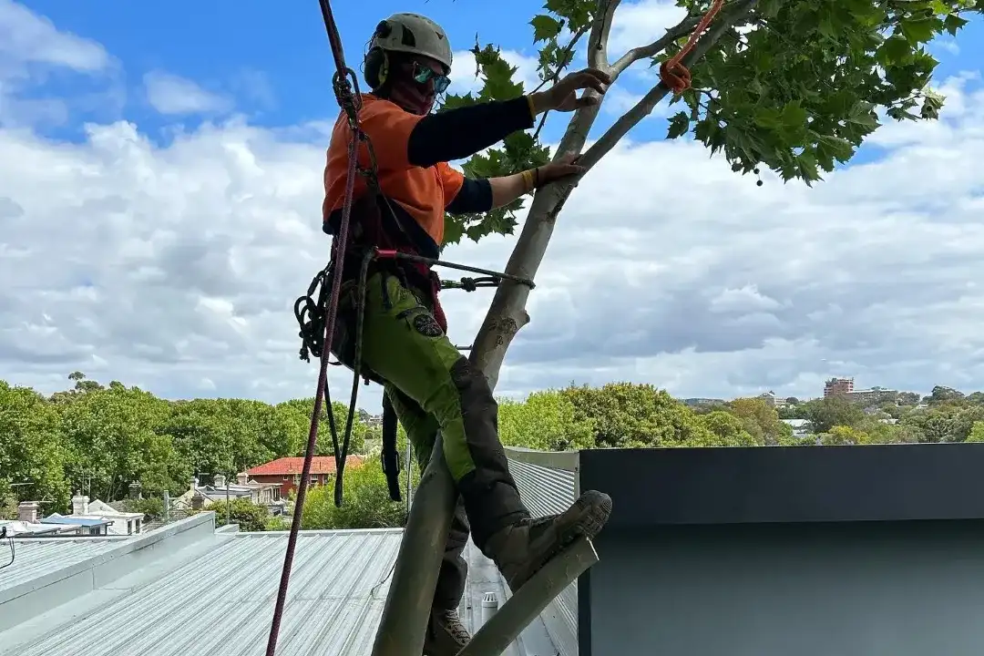 Professional Tree Care